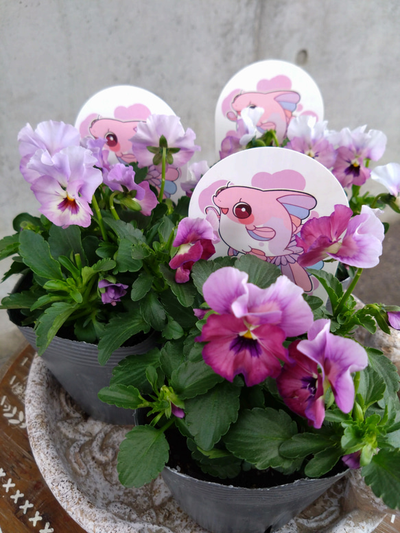 見元園芸オリジナル】ビオラ ふわふわ金魚ちゃん 3個 セット 花苗