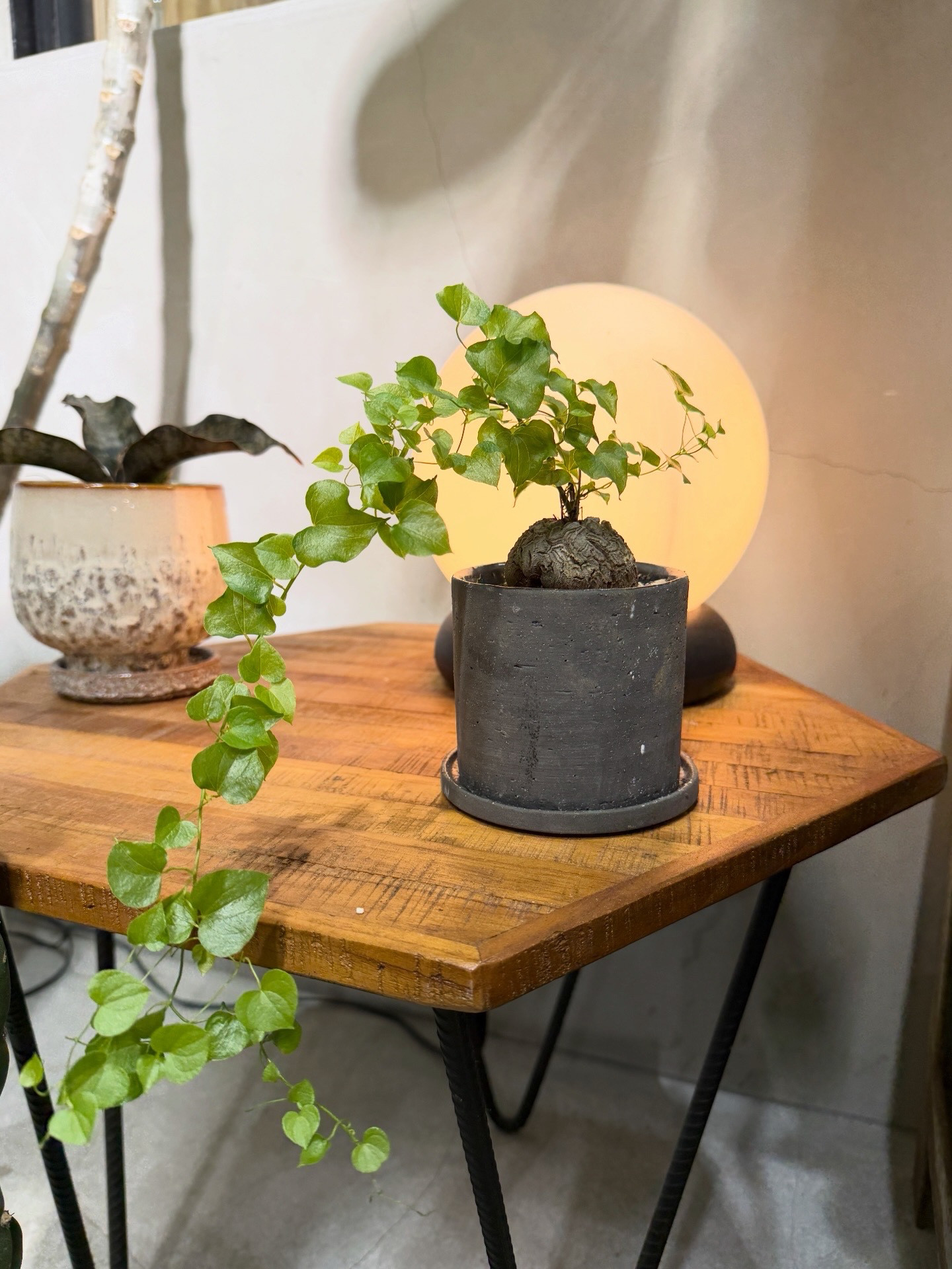 ディオスコレア・エレファンティペス（亀甲竜）｜塊根植物｜黒鉢仕立て｜インテリアグリーン｜高さ約20cm