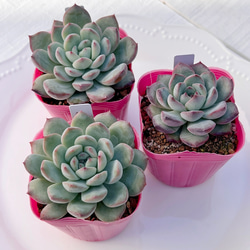 2025 New✨多肉植物　ソングフォーユー　韓国苗 2025 New✨多肉植物 ソングフォーユー 韓国苗