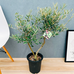 現品］【希少】5番 モンステラ 幹上がり 8号 観葉植物 室内 大型