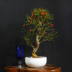 ☆ENGEI ichioki☆紅葉・もみじ寄せ樹・小品盆栽☆形良好な一品です