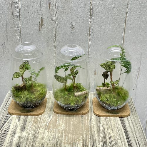 希少ジュエルオーキッド マコデスペトラ ガラス瓶植え 宝石のように