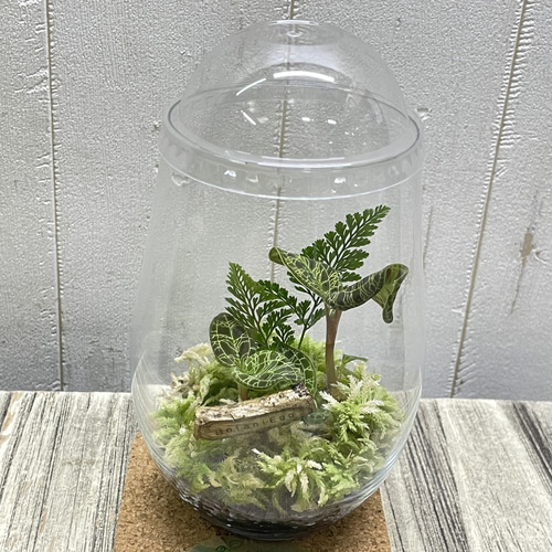 希少ジュエルオーキッド マコデスペトラ ガラス瓶植え 宝石のように