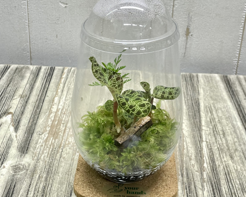 希少ジュエルオーキッド マコデスペトラ ガラス瓶植え 宝石のように