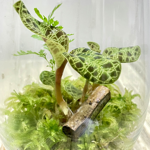 希少ジュエルオーキッド マコデスペトラ ガラス瓶植え 宝石のように