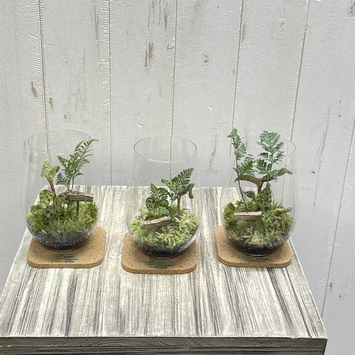 希少ジュエルオーキッド マコデスペトラ ガラス瓶植え 宝石のように