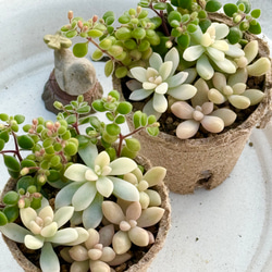 ピュアラブ＊エケベリア＊多肉植物＊抜き苗 多肉植物 ＊N＊ 通販