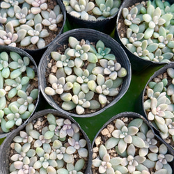 デレッセーナ（2-13）＊エケベリア＊多肉植物＊抜き苗 多肉植物 ＊N