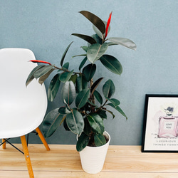 ［現品］【希少】※売約済※ 2番　エピプレムヌム　ピナツム　セブブルー　レア 現品］【希少】2番 エピプレムヌム ピナツム セブブルー 8号 観葉植物