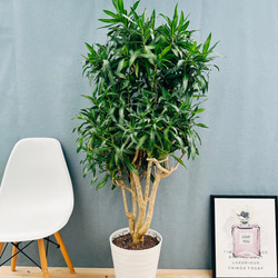 現品］【希少】かっこいい！ 4番 ドラセナ コンシンネ マジナータ