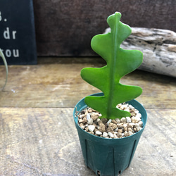 アンスリウム ミシェル♡ Anthurium Michelle by Docblock