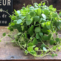 サボテン 岩石獅子【B】 ドライガーデン ガーデニング シルバーブルー