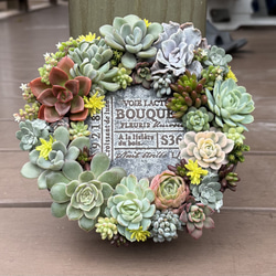 多肉植物 寄せ植え レッドベリーhyb( * ֦ơωơ֦)No.19 多肉植物 寄せ植え レッドベリーhyb( * ֦ơωơ֦) 多肉植物 くるくま