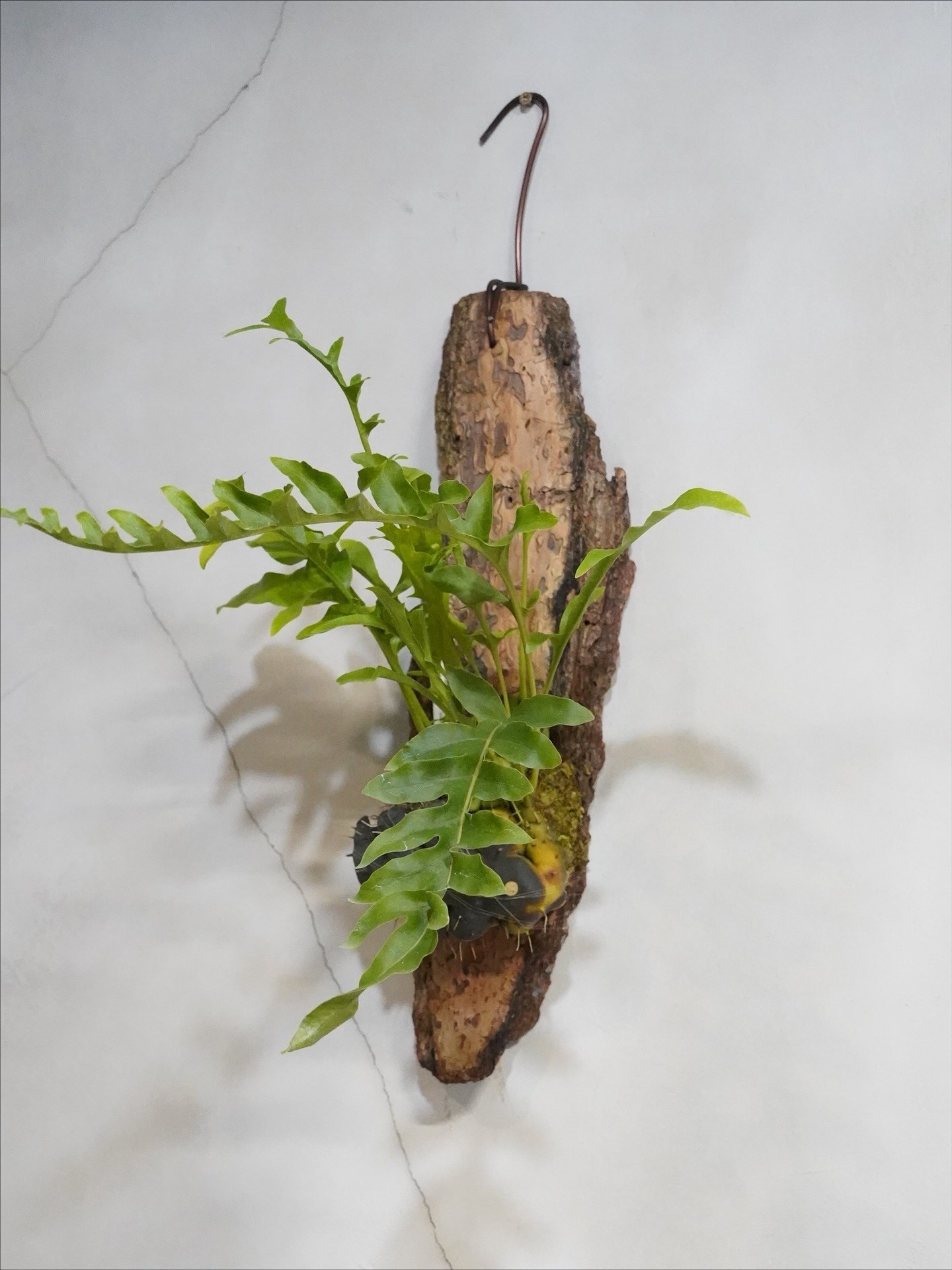 【壁掛けグリーン】レカノプテリス｜着生シダ｜流木付き観葉植物｜インテリアを彩るボタニカルアート