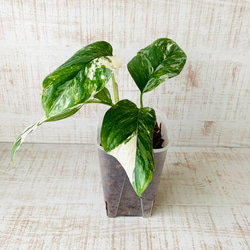 ドラセナ(3本立ち) 93.ドラセナ・ホワイトストライプ✴︎豪華3本立ちです✴︎ その他