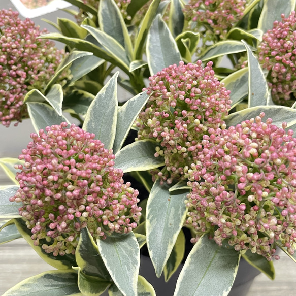 pink様専用ページ 4枚目の画像