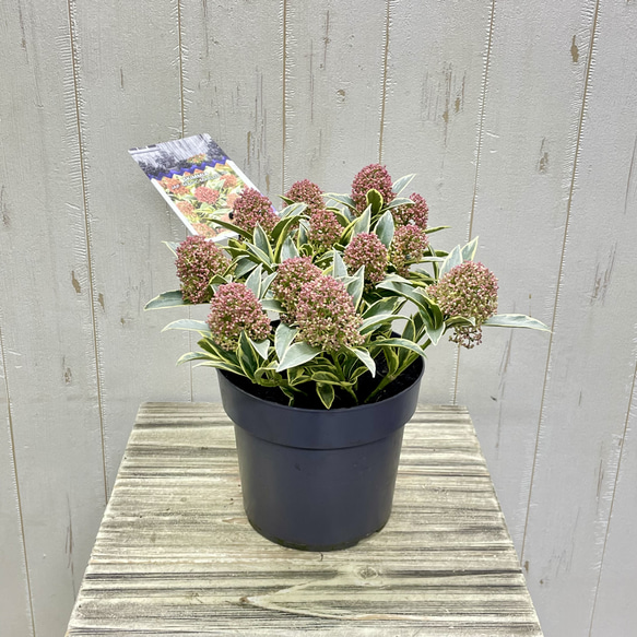 pink様専用ページ 1枚目の画像