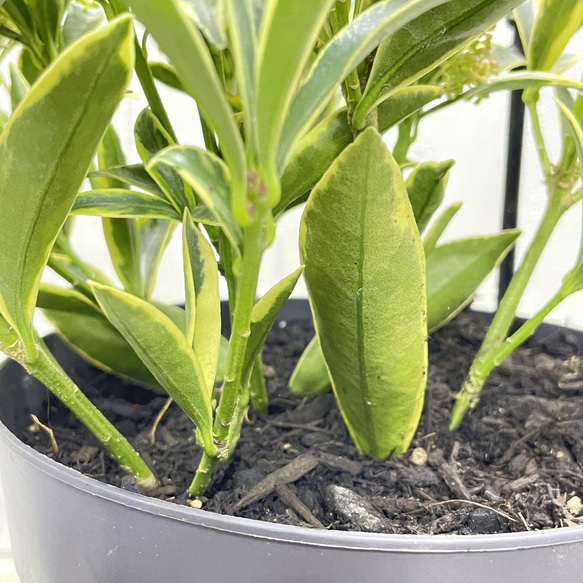 pink様専用ページ 5枚目の画像