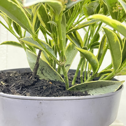 pink様専用ページ 6枚目の画像