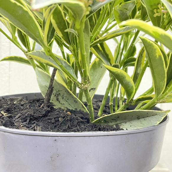 pink様専用ページ 6枚目の画像