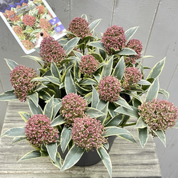 pink様専用ページ 2枚目の画像