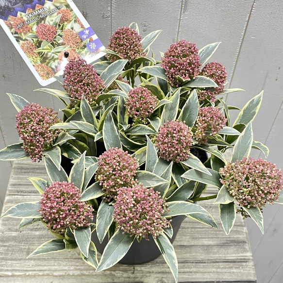 pink様専用ページ 2枚目の画像