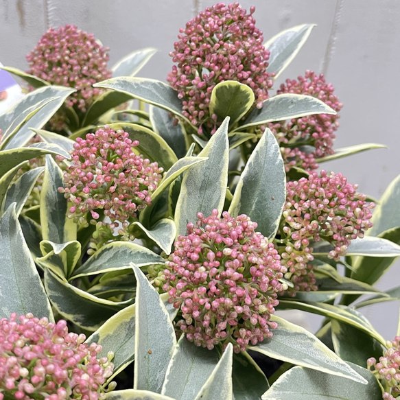 pink様専用ページ 3枚目の画像