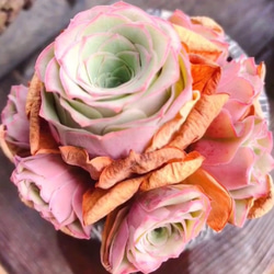 特価❣️ドロサンテマ キラキラ レインボーキャンディーボール 抜き苗