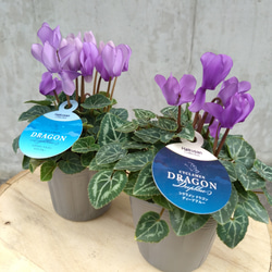レア！！希少！！　幻のブルーのシクラメン　【シクラメン　ドラゴン】　２個セット 3枚目の画像