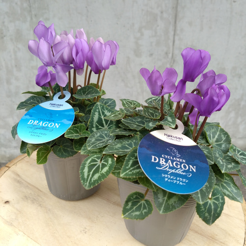レア！！希少！！ 幻のブルーのシクラメン 【シクラメン ドラゴン】 2