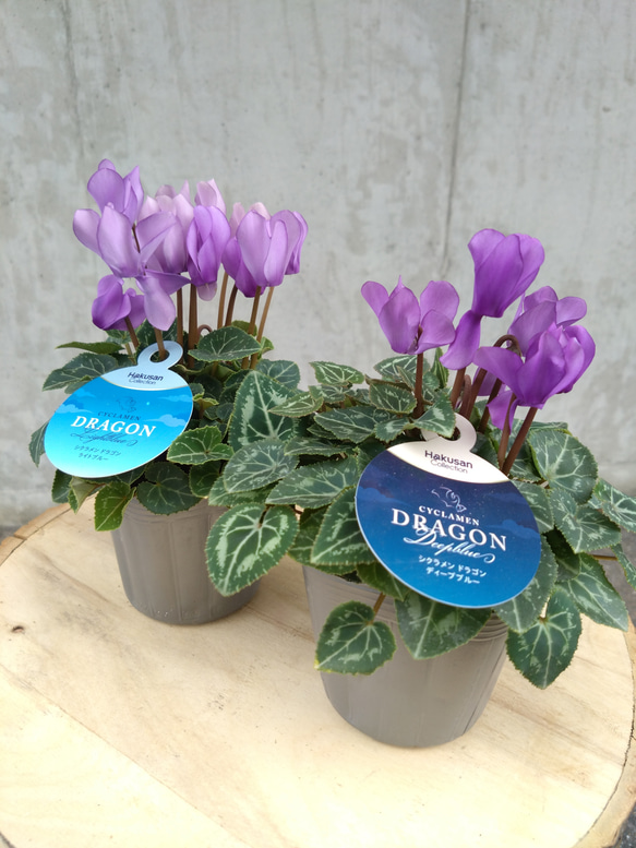 レア！！希少！！　幻のブルーのシクラメン　【シクラメン　ドラゴン】　２個セット 3枚目の画像