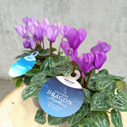 レア！！希少！！　幻のブルーのシクラメン　【シクラメン　ドラゴン】　２個セット 2枚目の画像