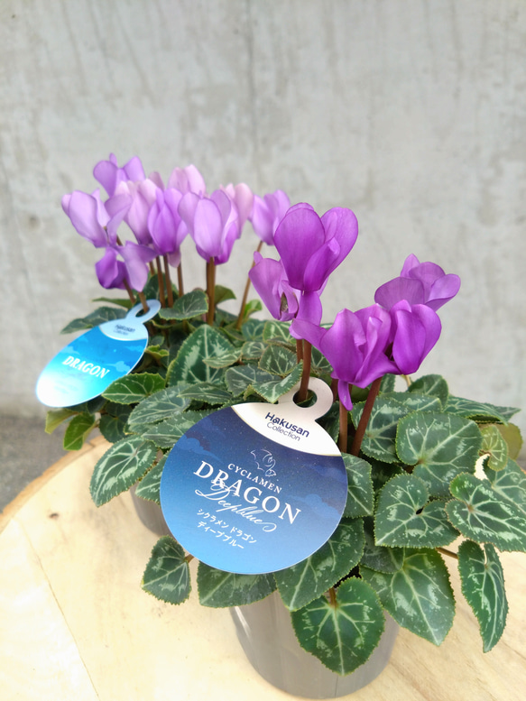 レア！！希少！！　幻のブルーのシクラメン　【シクラメン　ドラゴン】　２個セット 2枚目の画像