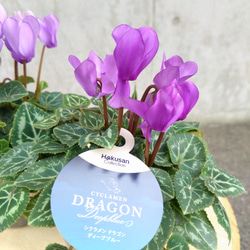 レア！！希少！！　幻のブルーのシクラメン　【シクラメン　ドラゴン】　２個セット 6枚目の画像