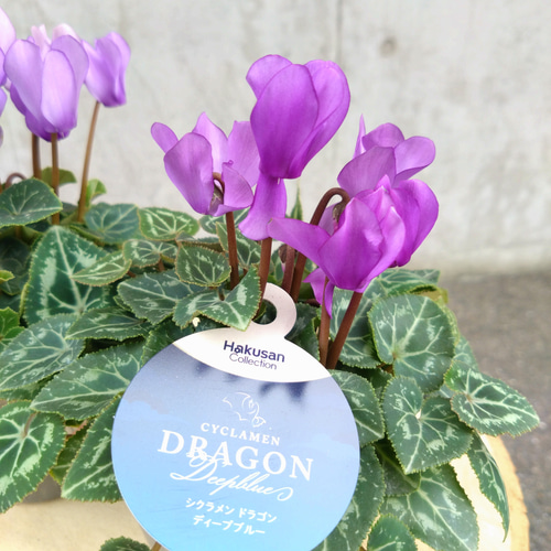 レア！！希少！！ 幻のブルーのシクラメン 【シクラメン ドラゴン】 2