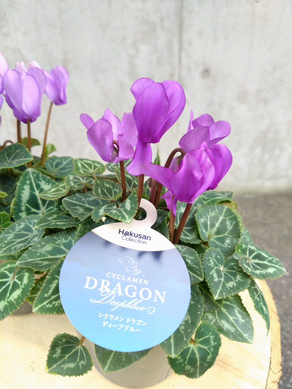 レア！！希少！！　幻のブルーのシクラメン　【シクラメン　ドラゴン】　２個セット 6枚目の画像