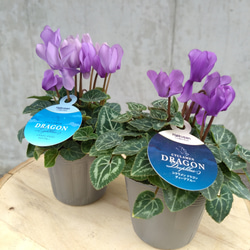 レア！！希少！！ 幻のブルーのシクラメン 【シクラメン ドラゴン】 2