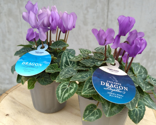 42fec04474c27ae5c99854340ee79b