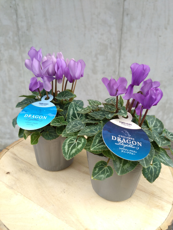 レア！！希少！！　幻のブルーのシクラメン　【シクラメン　ドラゴン】　２個セット 1枚目の画像
