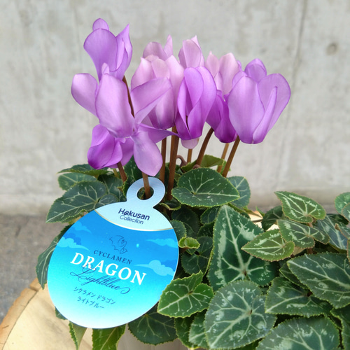 レア！！希少！！ 幻のブルーのシクラメン 【シクラメン ドラゴン】 2