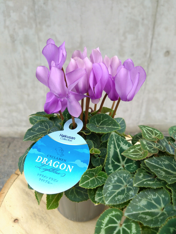 レア！！希少！！　幻のブルーのシクラメン　【シクラメン　ドラゴン】　２個セット 5枚目の画像