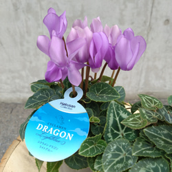 レア！！希少！！　幻のブルーのシクラメン　【シクラメン　ドラゴン】　２個セット 4枚目の画像