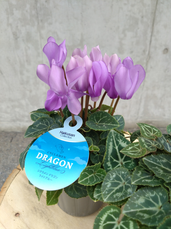 レア！！希少！！　幻のブルーのシクラメン　【シクラメン　ドラゴン】　２個セット 4枚目の画像