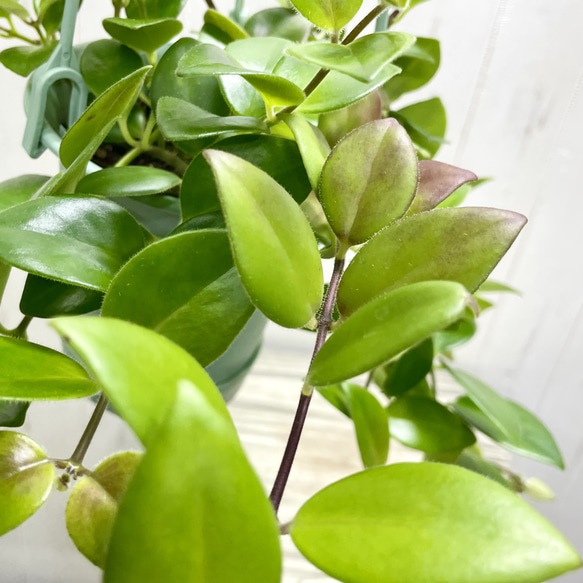 エスキナンサス モナリザ   吊り鉢 3枚目の画像