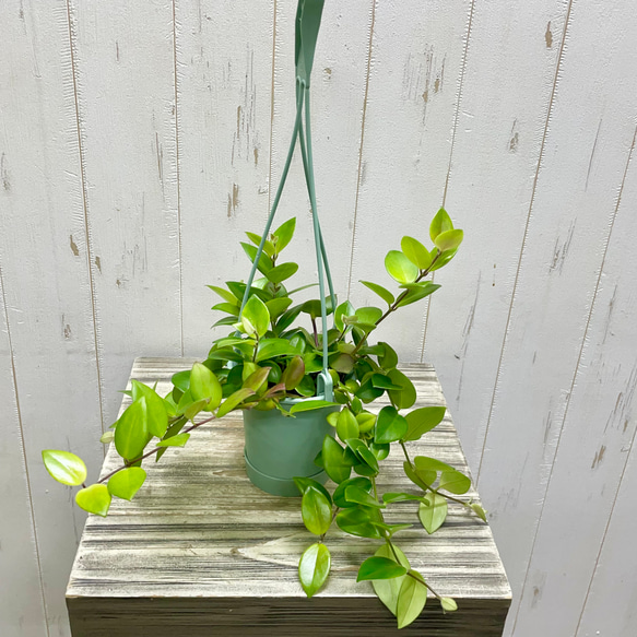 エスキナンサス モナリザ   吊り鉢 1枚目の画像