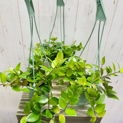 エスキナンサス モナリザ   吊り鉢 9枚目の画像