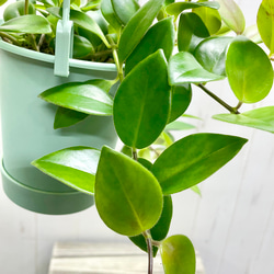 エスキナンサス モナリザ   吊り鉢 5枚目の画像