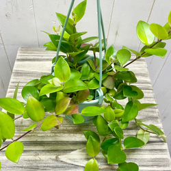 エスキナンサス モナリザ   吊り鉢 8枚目の画像