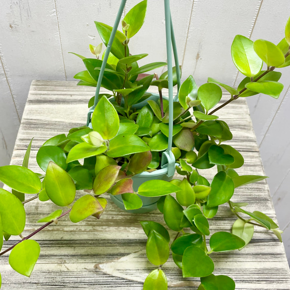 エスキナンサス モナリザ   吊り鉢 8枚目の画像