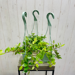 エスキナンサス モナリザ   吊り鉢 10枚目の画像